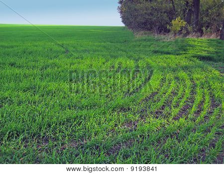 Das Gras auf dem Feld in der Nähe der Wälder