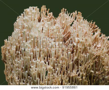ramaria fungus