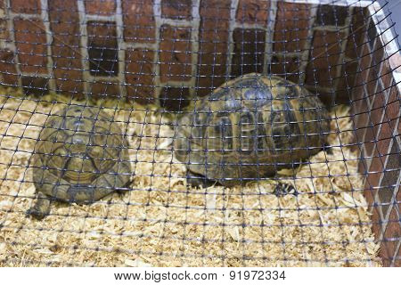 Two Testudo Hermanni Tortoises
