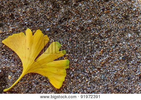 Ginkgo biloba leaf