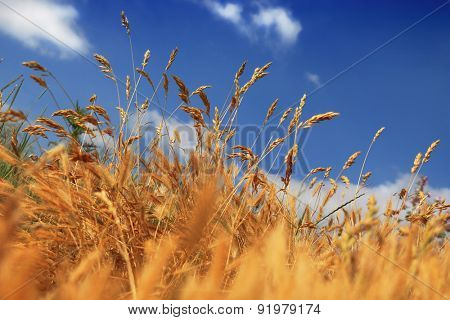  dry summer dune grasses