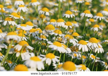 Matricaria chamomilla flowers on meadow, selective focus