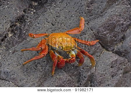 Sally Lightfoot Crab On A Coastal Rock