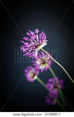 Allium