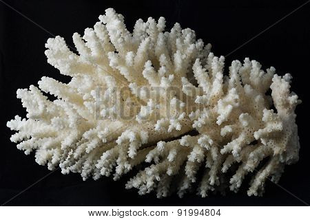 White Coral On Black Backround
