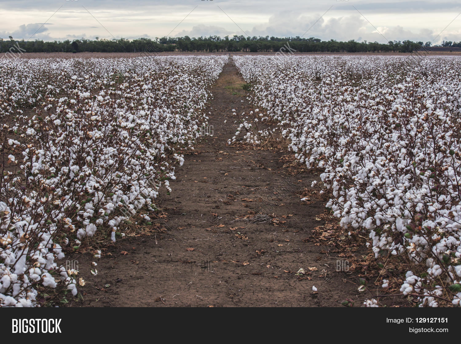 Cotton Fields Ready Image & Photo (Free Trial) Bigstock
