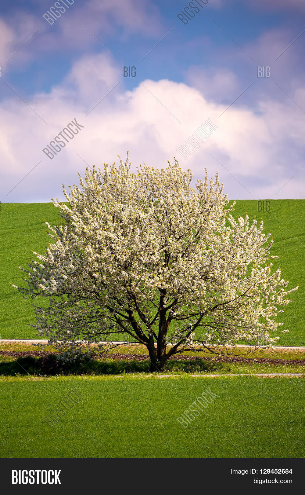 Spring Flowering Tree Image & Photo (Free Trial) | Bigstock