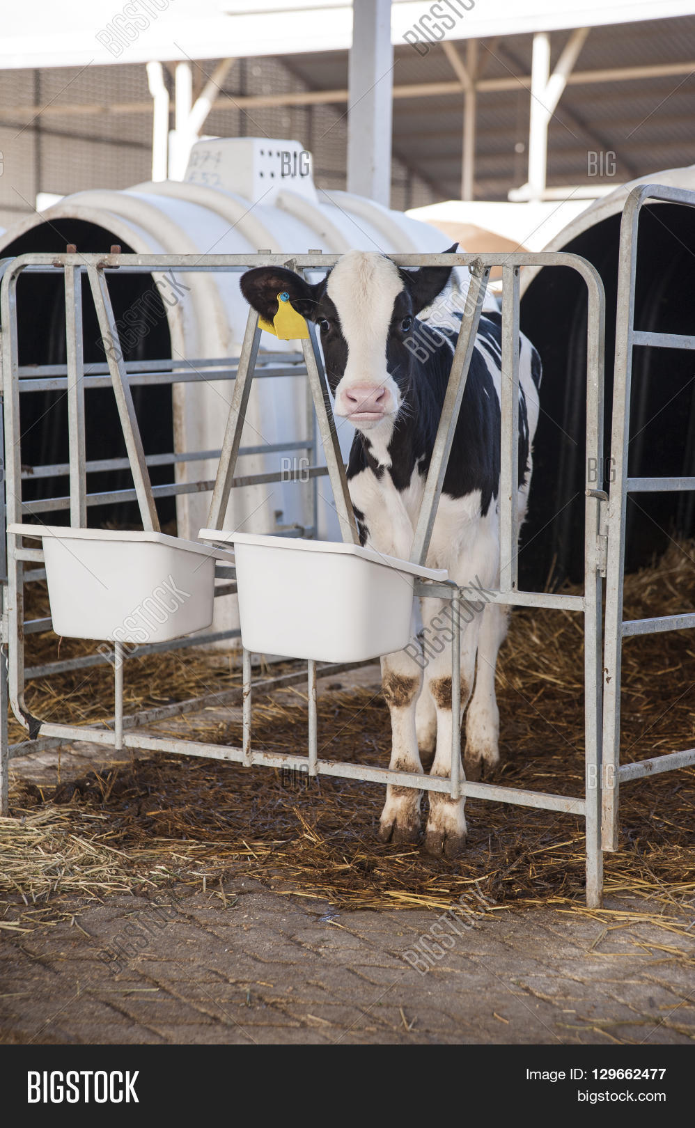Cows Barn Waiting Image & Photo (Free Trial) | Bigstock