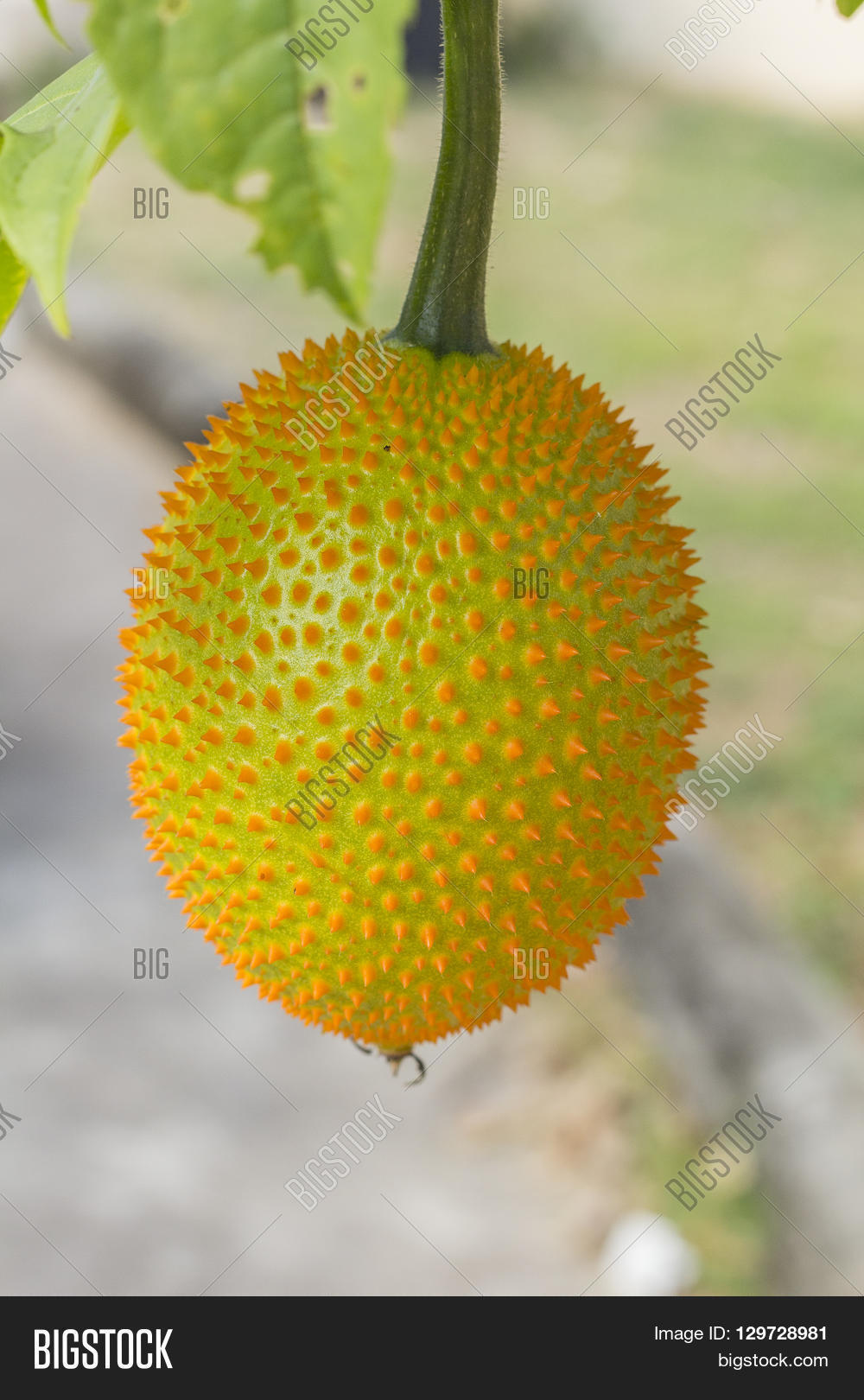 Spring Bitter Cucumber Image & Photo (Free Trial) Bigstock
