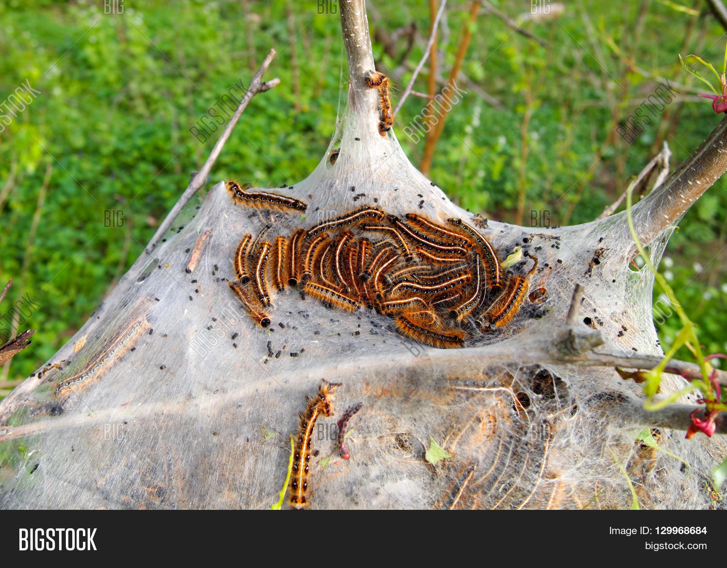 Tent Nest Full Eastern Image & Photo (Free Trial) Bigstock