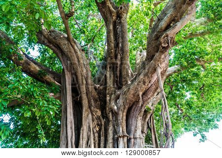 A Ficus lacor Buch big lod tree