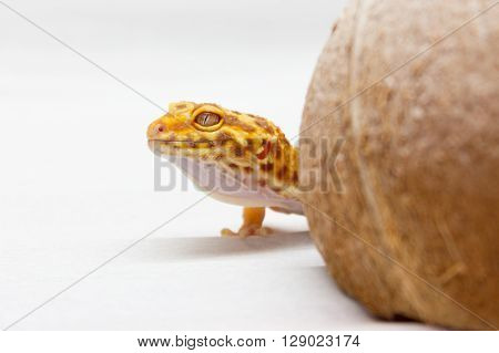 Leopard Gecko Pet