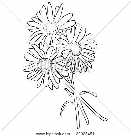 Vector illustration of an ink sketch of camomile flower