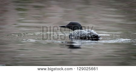 Common Loon - Gavia immer - on an overcast day on a lake in Northern Ontario, swims slowly on the surface looking for fish.