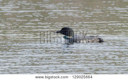 Common Loon - Gavia immer - on an overcast day on a lake in Northern Ontario, swims slowly on the surface looking for fish.