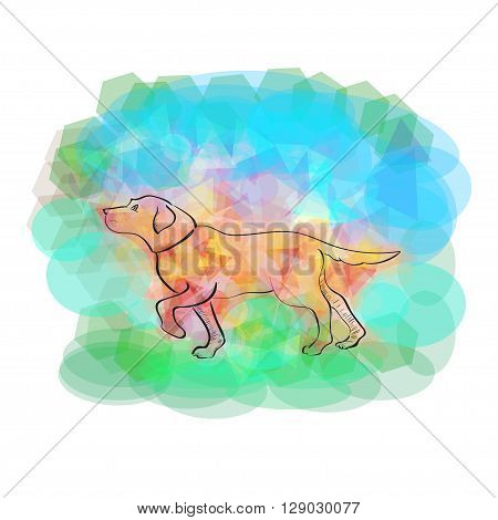 Color image of purebred Labrador Retriever, vector illustration