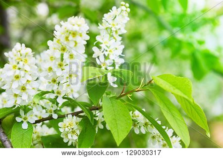Bird Cherry Closeup With Selective Focus.