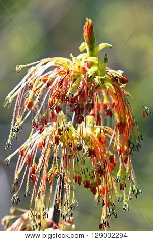 Maple or American maple ( Latin name Acer negundo). Blooming branch
