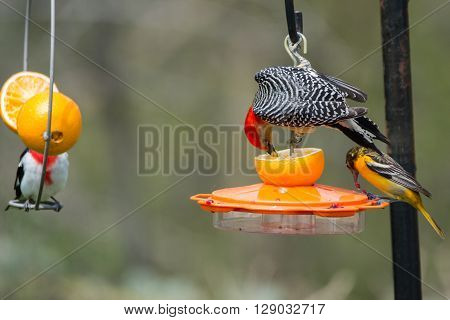 Red-bellied Woodpecker Baltimore Oriole and Rose-breasted Grosbeak feeding on oranges and grape jelly at a backyard feeder.
** Note: Soft Focus at 100%, best at smaller sizes