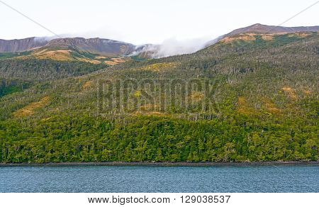 Verdant Fuegian Forest in Terra del Fuego in Chile