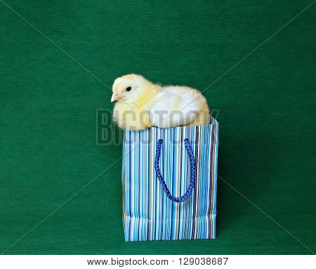 Nestling little yellow chick in blue gift pack on green background
