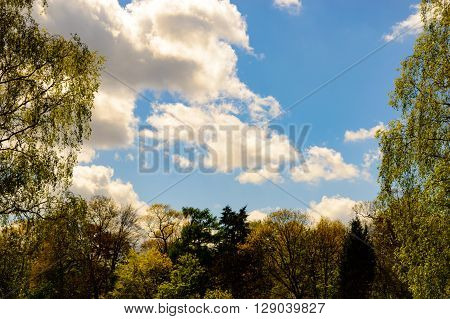 Spring colored tree line with some clouds in a blue sky
