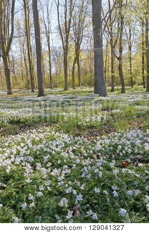 Thousands of wood anemone in the beech forest during spring a sunny day
