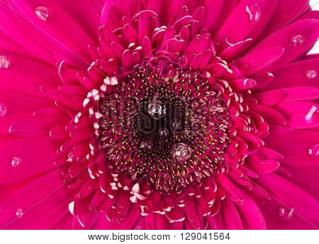 pink gerbera on a white backgroundgift, growth, head,