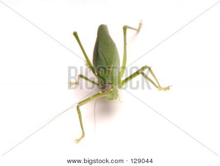 Gröna bugg