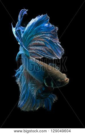 Siamesse fighting fish  also known as betta splendens with black background
