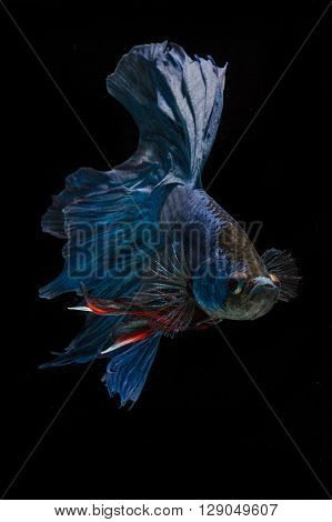 Siamesse fighting fish  also known as betta splendens with black background