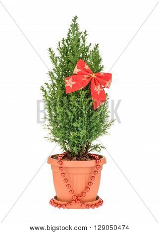 Cypress Tree Isolated On White. Whithout Shadow