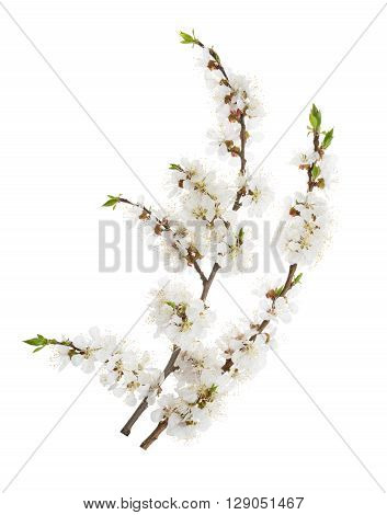Apricot Flowers Isolated On White. Without Shadow