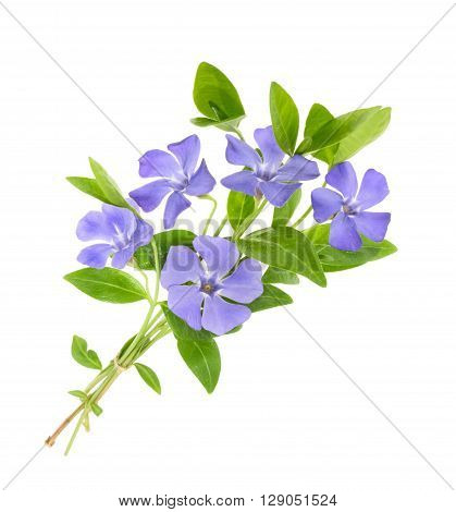 Periwinkle Vinca minor isolated on white. close up