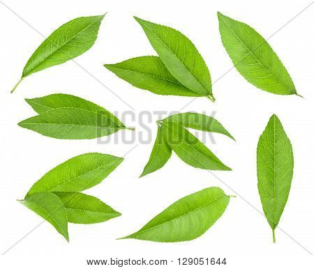 Peach Leaf Isolated