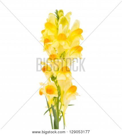 Butter and Eggs Linaria vulgaris Wild flower isolated on white