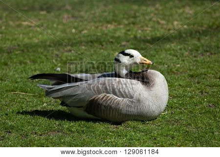 Bar-headed goose (Anser indicus). Wild life animal. 