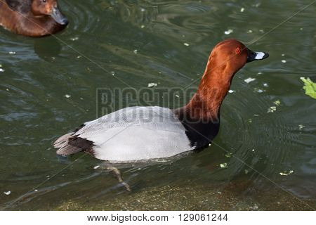 Common pochard (Aythya ferina). Wild life animal. 