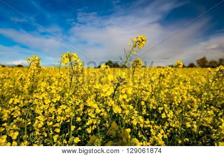 field of rapeseed with beautiful clouds in Germany