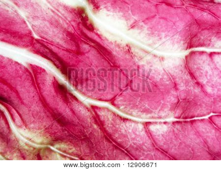 Resumen de cerca de un radicchio