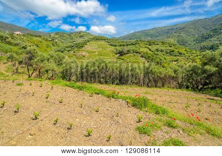 Landscape with vines on the hillside in the National park of Cinque Terre, Italy