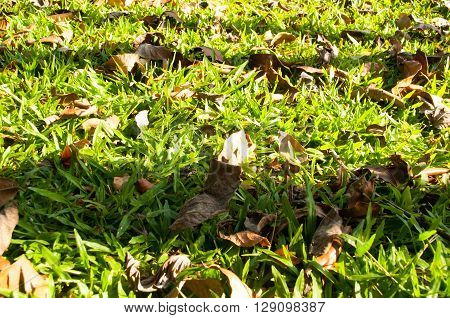 autumn leaf fell on the ground with the evening light