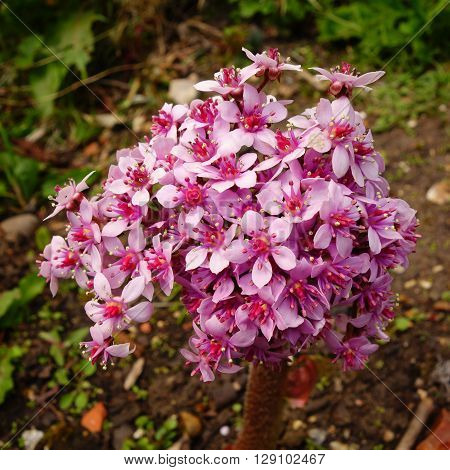 Pink and white flowers of darmera peltata (Indian rhubarb / umbrella plant)