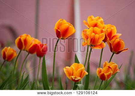 Spring Orange Tulips