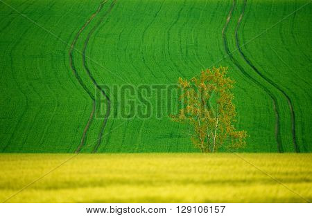 Beautiful Summer Rural Landscape Lines