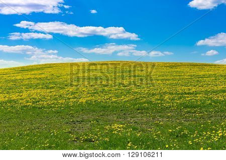 Spring Flowers Dandelions