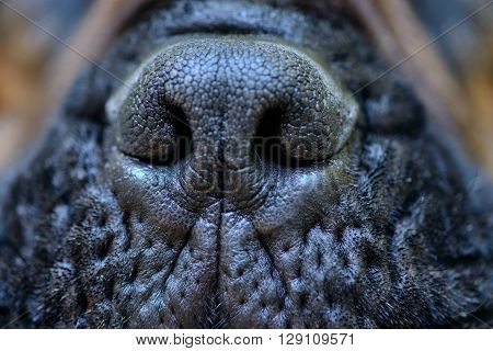 Dog Big Nose