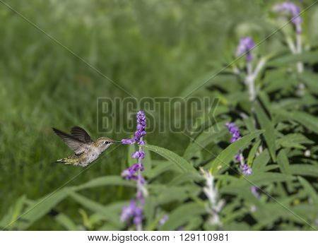 Female Black-chinned Hummingbird Archilochus alexandri drinking nectar from a flower.
