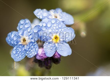 Myosotis, Forget-me-not flowers with dew drops in morning sun
