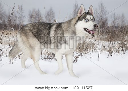 Purebred Siberian Husky dog walking among snow-covered field